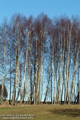 Bjørktrær i Høst