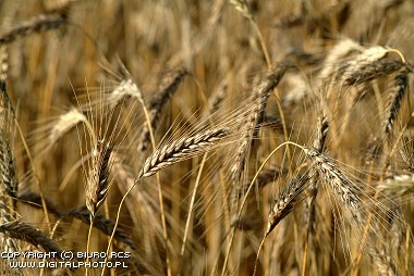 Bilder av korn