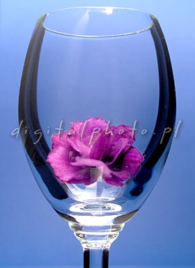 Weinglas und Blume