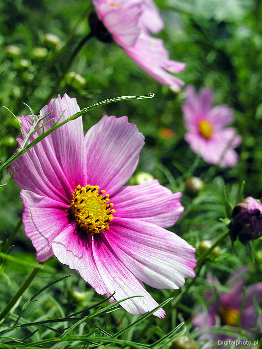 Kwiaty ogrodowe, zdjęcia kwiatów