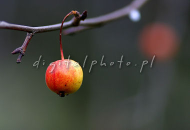 Wild äpple