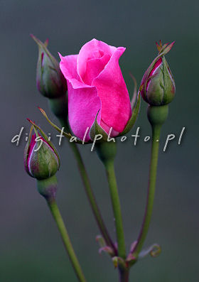 Fotos: Flores - Rosa