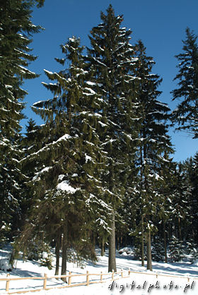 Bäume, Winter Bilder