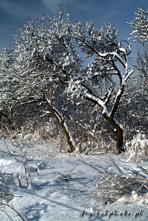 Winter - bomen