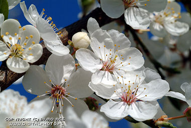 Wiosna - kwiaty na drzewie