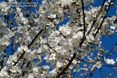 Primavera - flores nas árvores
