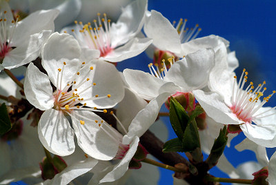 Spring photos, flowers on the blooming trees