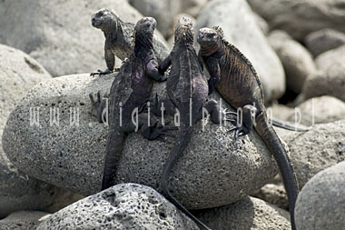 Iguana marinho, consoles de Galápagos