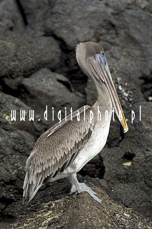 Pelikan, Wyspy Galapagos
