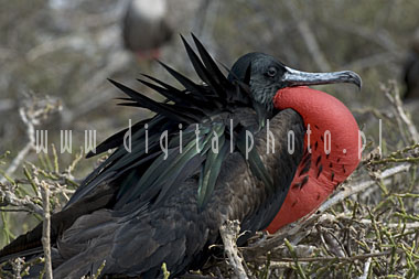 Frigatebird magnífico - pássaros de consoles de Galápagos