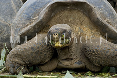 Galapagos Schildpad