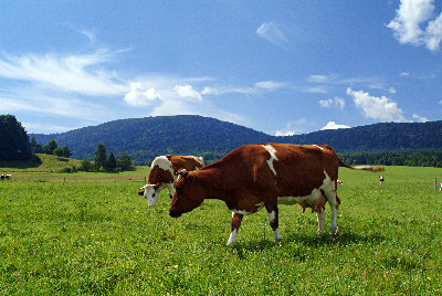 Zwierzęta hodowlane, Krowy