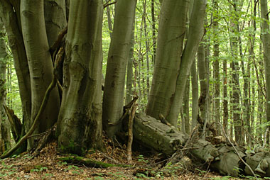 Naturphotography: skog träds