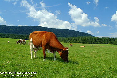Animaux Vaches