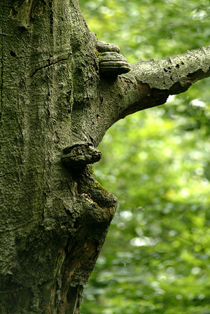 Drzewa > Buk - Stare drzewo