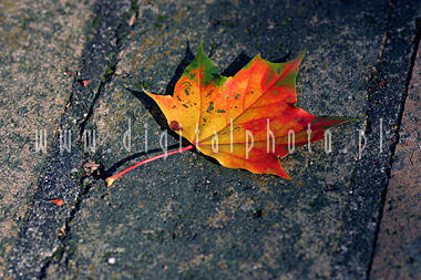 Outono - folha do colorfull