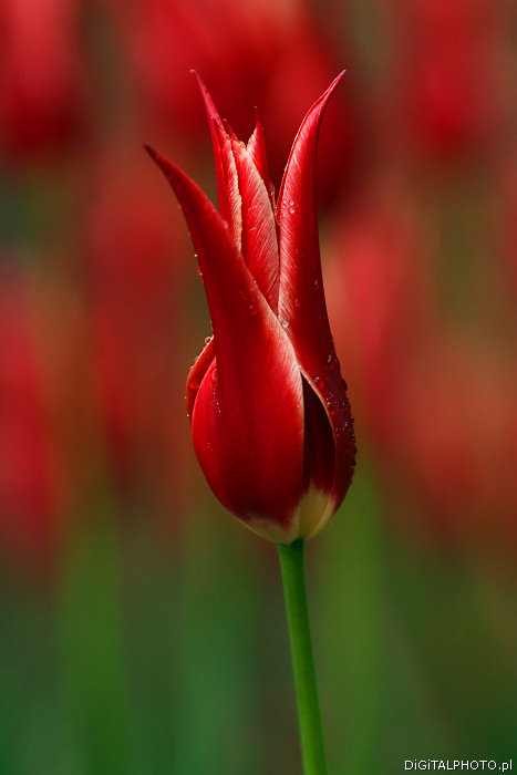 Kwiaty > Tulipany