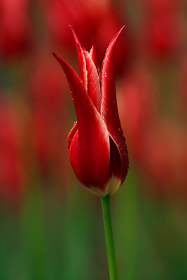 Flores, tulipanes