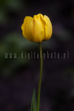Tulipa amarelo
