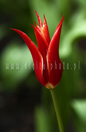 Tulipaner Blomster