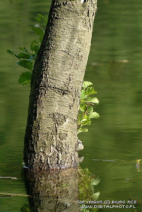 Zdjęcia drzew - Olcha w wodzie