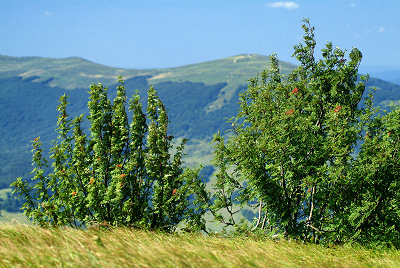 Bieszczady landskaber almindelig røn