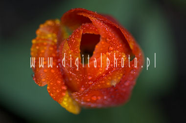 Tulipa vermelho
