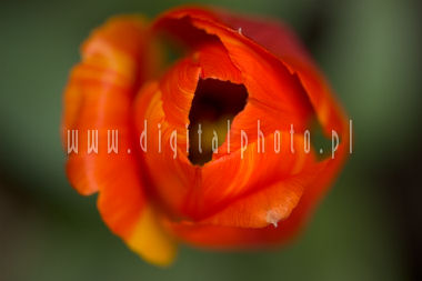 Foto i tulipan, blomster