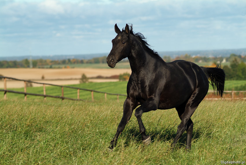 Foto av hästen
