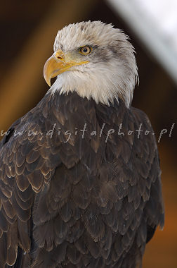 Foto del águila