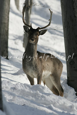 Deer Vinter billeder