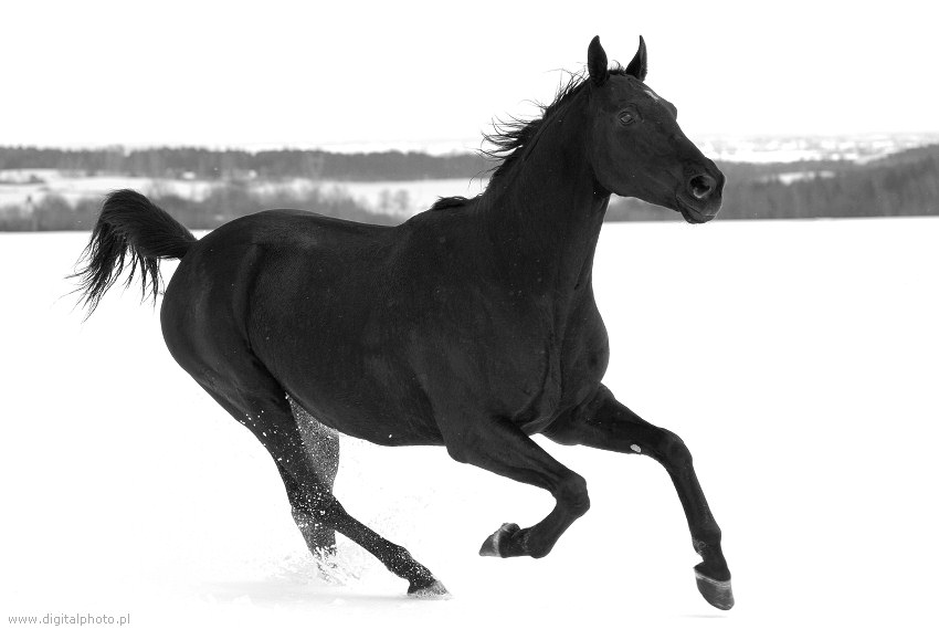 Hestebilleder, sort-hvid billeder