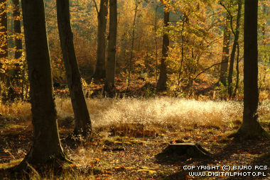 photo de forêt, paysages d'automne