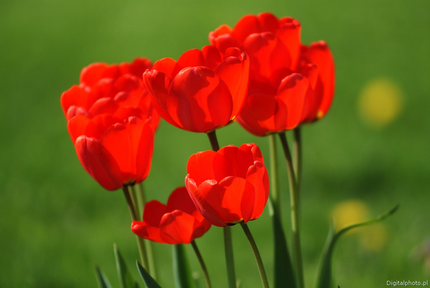 Cuadros de los tulipanes, flores