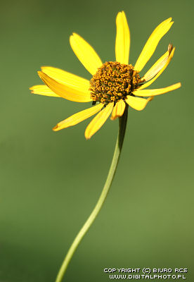 beeld van bloem