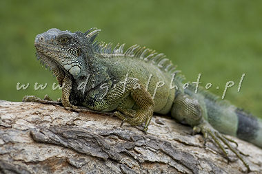 Foto de los reptiles. Iguana