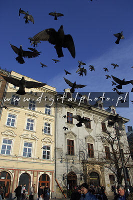 Las palomas sobre el cuadrado principal del mercado en Cracovia