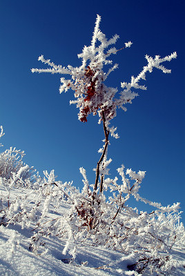 Vinter Foto