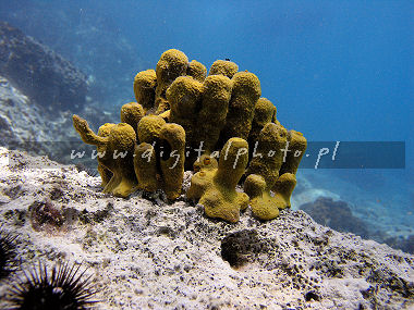 Gąbka w Adriatyku - podwodne zdjęcia