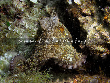 Ośmiornica (Octopus vulgaris)