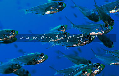 Glassfish - dvärgsopare för rött hav (den Parapriacanthus guentherien)