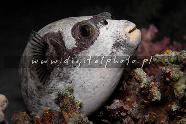 de Vis beeldt af: Vermomde pufferfish (Arothron diadematus)