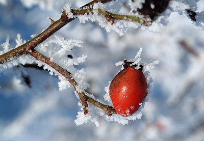Images de nature d'hiver