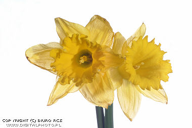 Retratos das flores: Narcisos