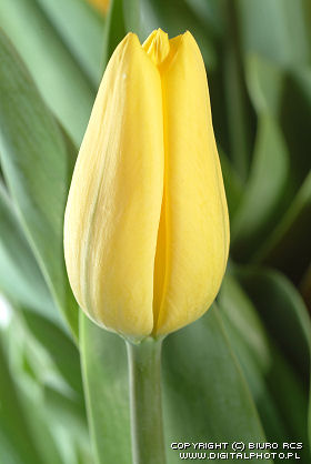 Images of flowers. Yellow tulip