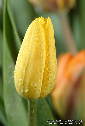 Cuadro del tulipán. Tulipán