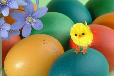 Pollo de Pascua, huevos de Pascua, fotos de Pascua