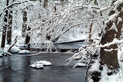 Invierno, río, bosque