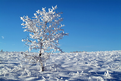 Zimowe widoki, zamarznięte drzewo