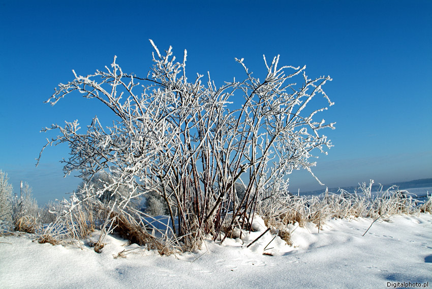 Wildrose. Winter Fotografie